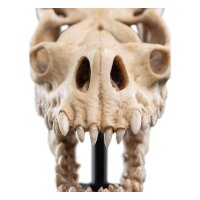 Weta Workshop Der Herr der Ringe - Mini Statue Skull of a Fell Beast