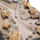 The Lord of the Rings – Environment Edoras Limited Edition
