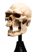Weta Workshop Der Herr der Ringe - Mini Statue Skull of a Mordor Orc