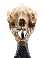 Weta Workshop Der Herr der Ringe - Mini Statue Skull of a Warg