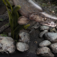 Weta Workshop Der Herr der Ringe - Smeagol & Deagol: A Shadow of the Past - Statue 1:6 Limited Edition